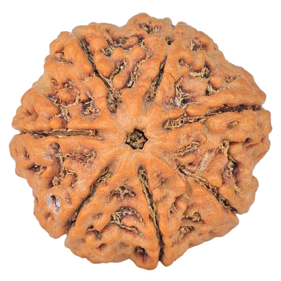 7 Mukhi Rudraksha 26mm 5.98gm - Rudraksha