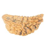 1 Mukhi Rudraksha 44.5mm 5.29gm - Rudraksha