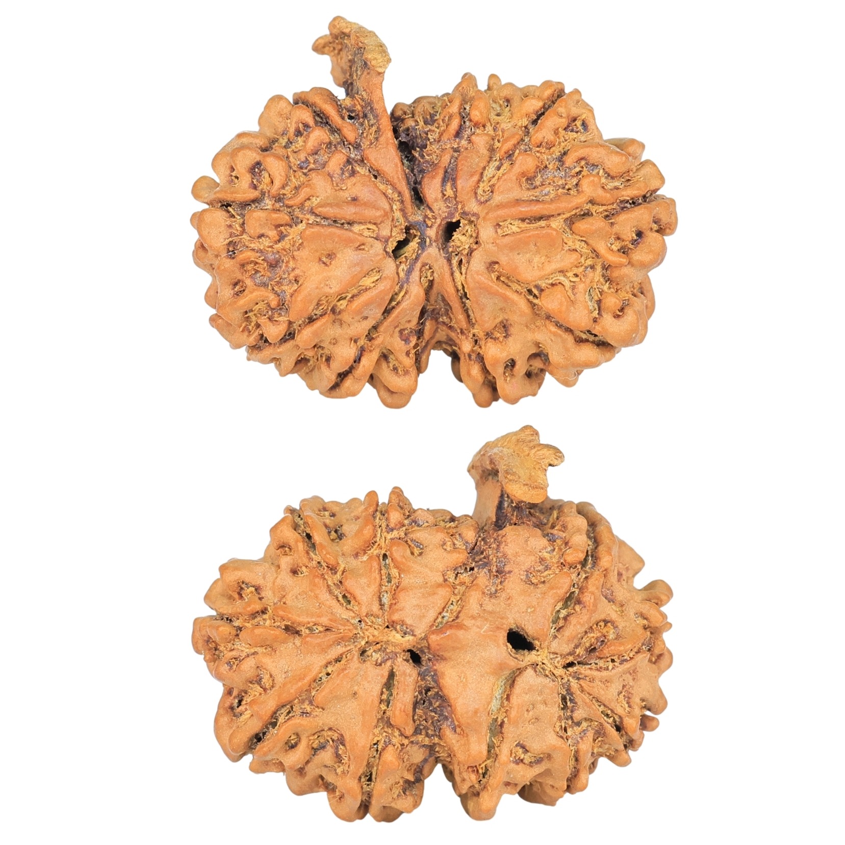 11 Mukhi G.S & Ganesh 25.7mm 2.8gm - Rudraksha