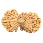 17 MK Gaurishankar 34.6mm 5gm - Rudraksha