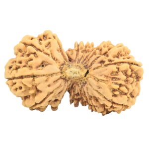 17 MK Gaurishankar 34.6mm 5gm - Rudraksha