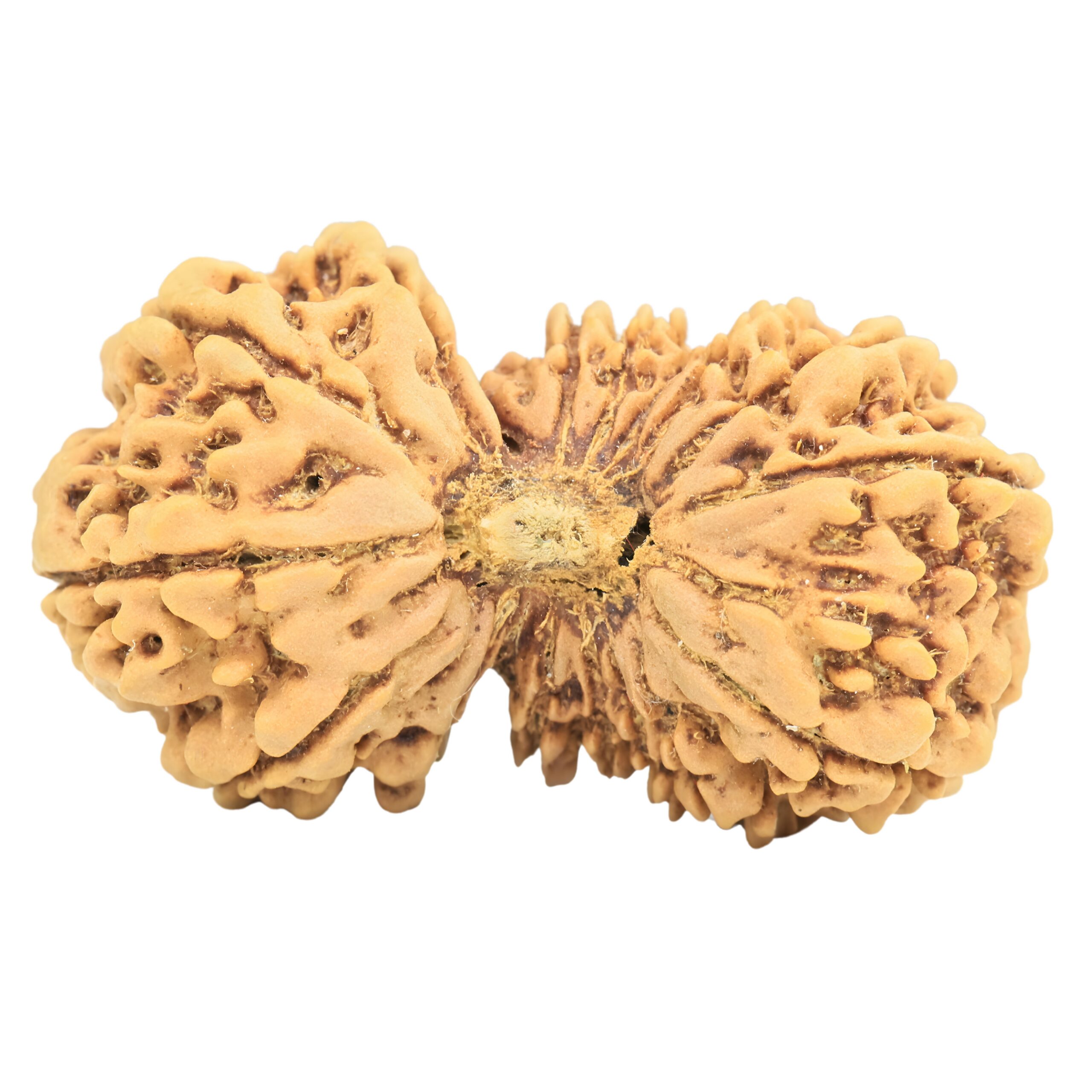 17 MK Gaurishankar 34.6mm 5gm - Rudraksha