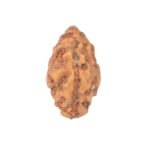 1 Mukhi Rudraksha 12.7mm 0.28gm - Rudraksha