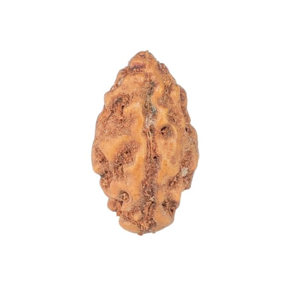 1 Mukhi Rudraksha 12.7mm 0.28gm - Rudraksha