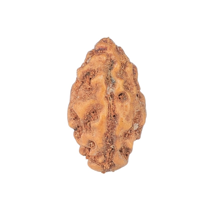 1 Mukhi Rudraksha 12.7mm 0.28gm - Rudraksha