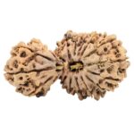 18 MK Gaurishankar 38.5mm 5.49gm - Rudraksha