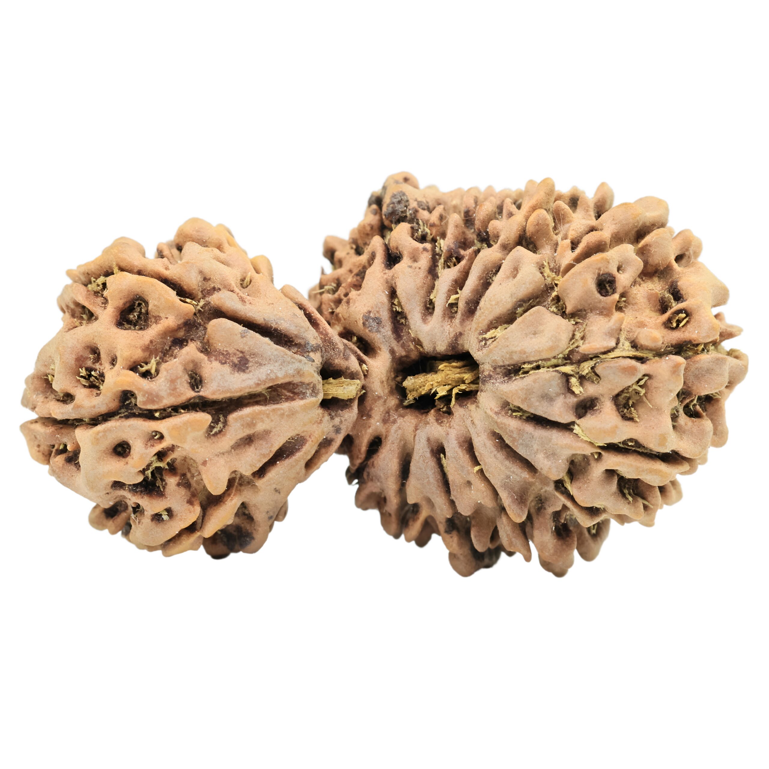 18 MK Gaurishankar 38.5mm 5.49gm - Rudraksha