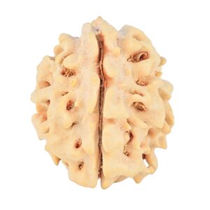 1 Mukhi Rudraksha 20mm 2.18gm - Rudraksha