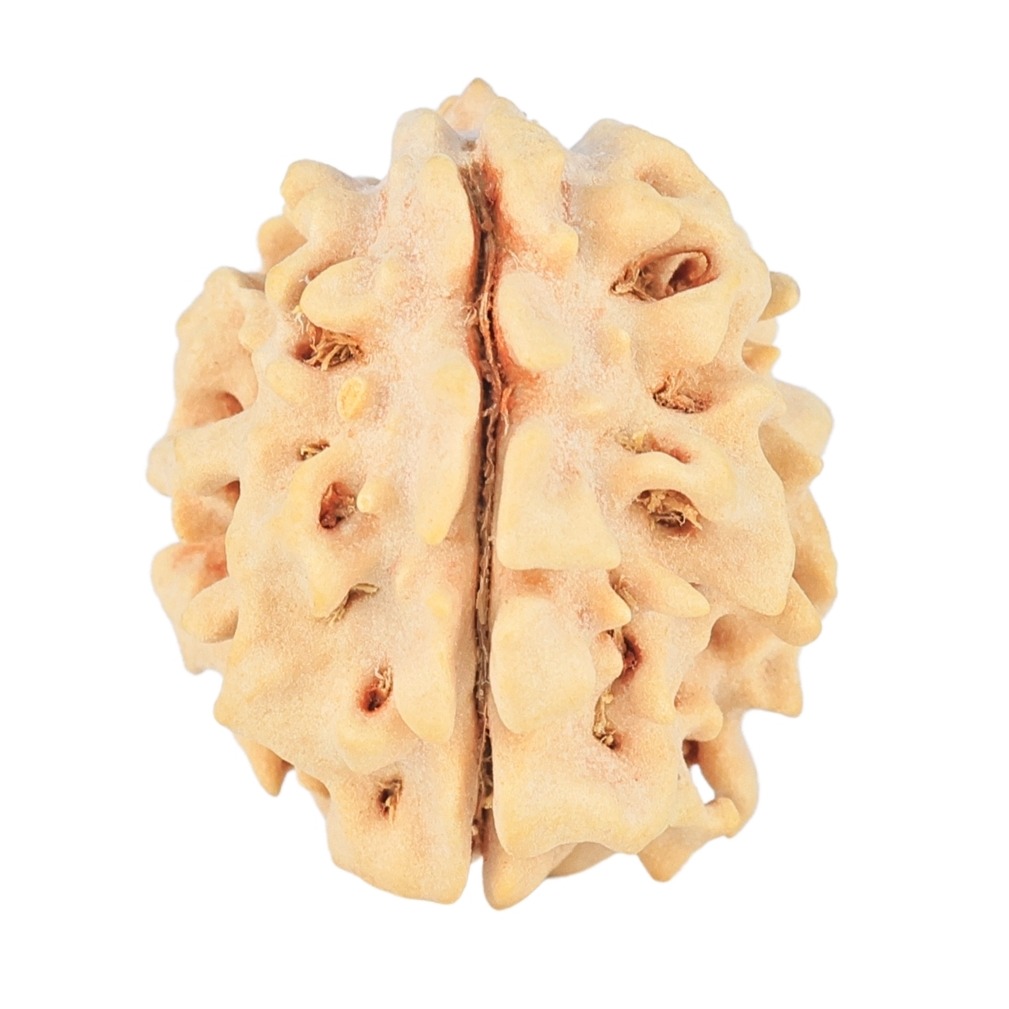 1 Mukhi Rudraksha 20mm 2.18gm - Rudraksha