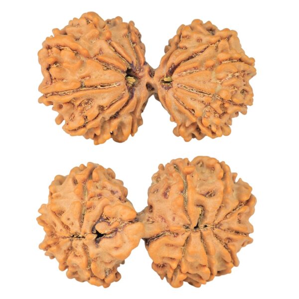 14 Mk Gaurishankar 35.6mm 6.21gm - Rudraksha