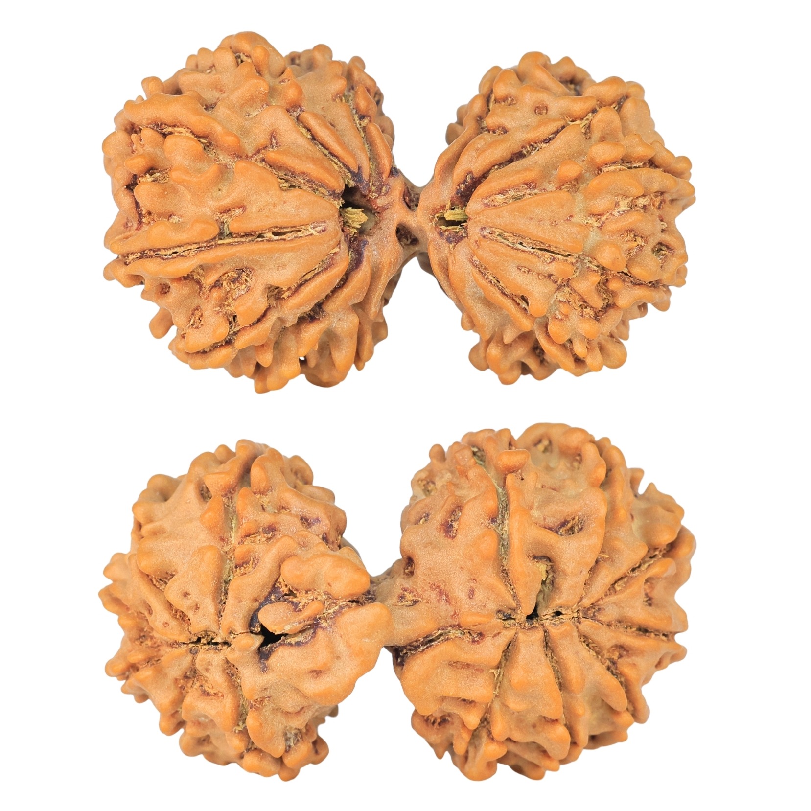 14 Mk Gaurishankar 35.6mm 6.21gm - Rudraksha