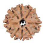8 Mukhi Rudraksha 21.7mm 2.8gm - Rudraksha
