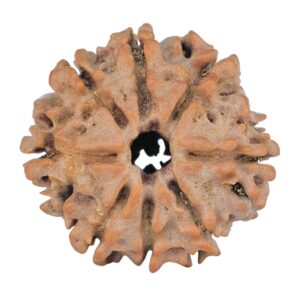8 Mukhi Rudraksha 21.7mm 2.8gm