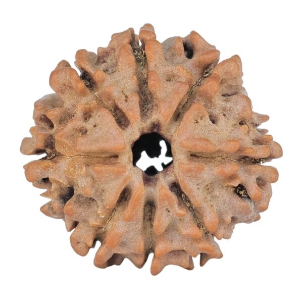 8 Mukhi Rudraksha 21.7mm 2.8gm - Rudraksha