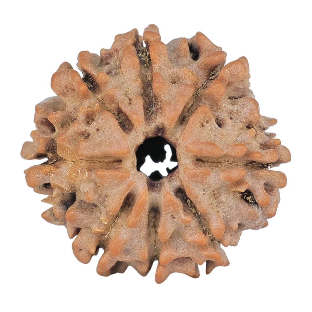 8 Mukhi Rudraksha 21.7mm 2.8gm - Rudraksha