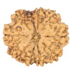 10 Mukhi Rudraksha 23.5mm 2.84gm - Rudraksha