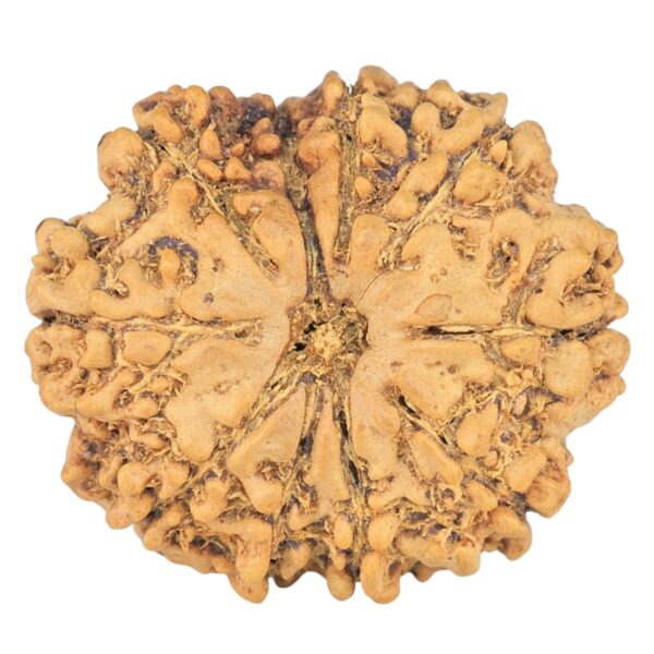 10 Mukhi Rudraksha 23.5mm 2.84gm - Rudraksha