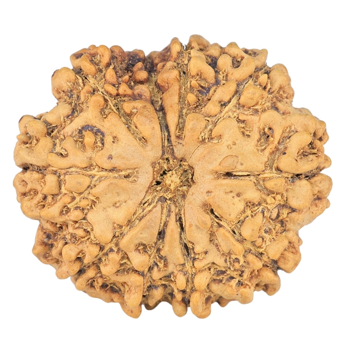 10 Mukhi Rudraksha 23.5mm 2.84gm - Rudraksha