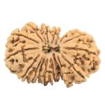 17 MK Gaurishankar 31.9mm 4.62gm - Rudraksha