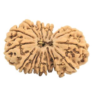 17 MK Gaurishankar 31.9mm 4.62gm - Rudraksha