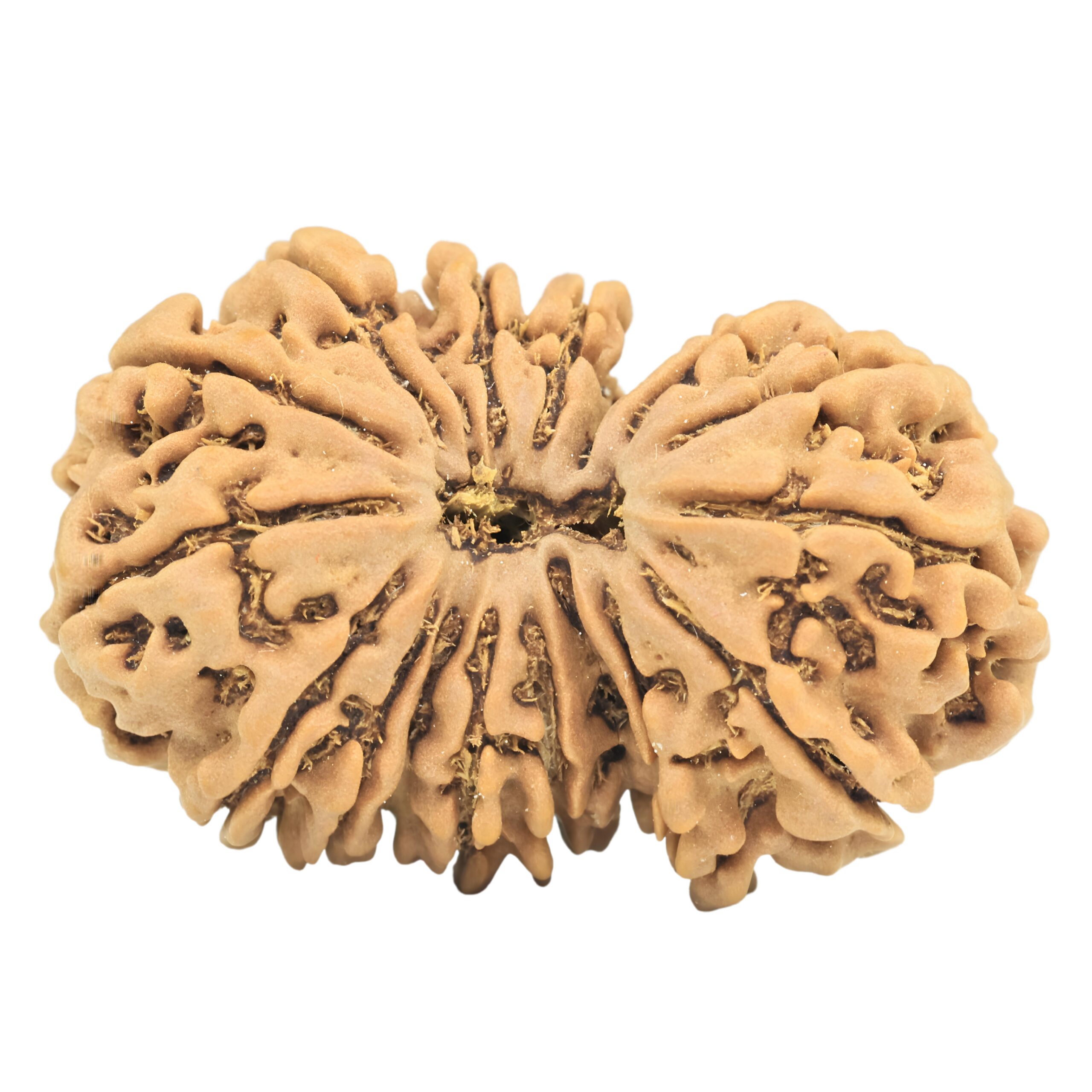 17 MK Gaurishankar 31.9mm 4.62gm - Rudraksha