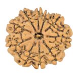 10 Mukhi Rudraksha 23.8mm 3.36gm - Rudraksha