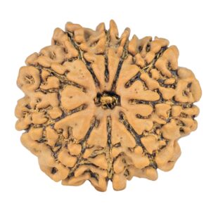 10 Mukhi Rudraksha 23.8mm 3.36gm - Rudraksha