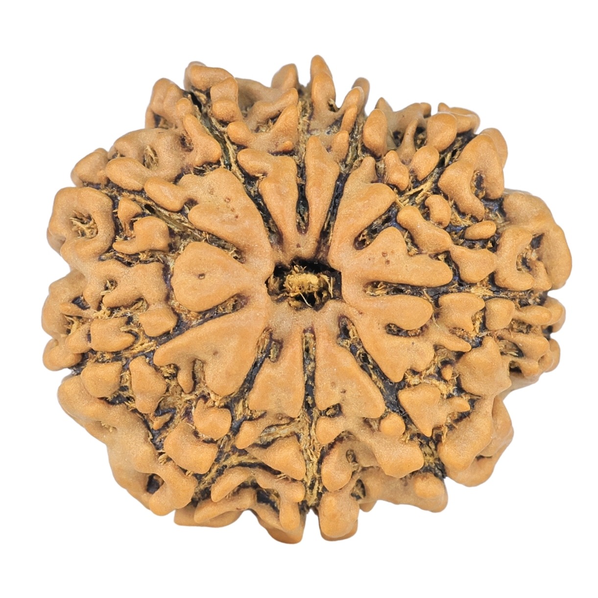 10 Mukhi Rudraksha 23.8mm 3.36gm - Rudraksha