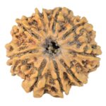 9 Mukhi Rudraksha 24.1mm 3.76gm - Rudraksha