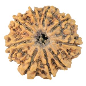 9 Mukhi Rudraksha 24.1mm 3.76gm