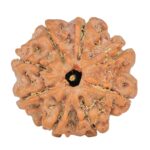 8 Mukhi Rudraksha 23.8mm 4.56gm - Rudraksha