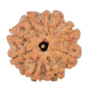 8 Mukhi Rudraksha 23.8mm 4.56gm - Rudraksha