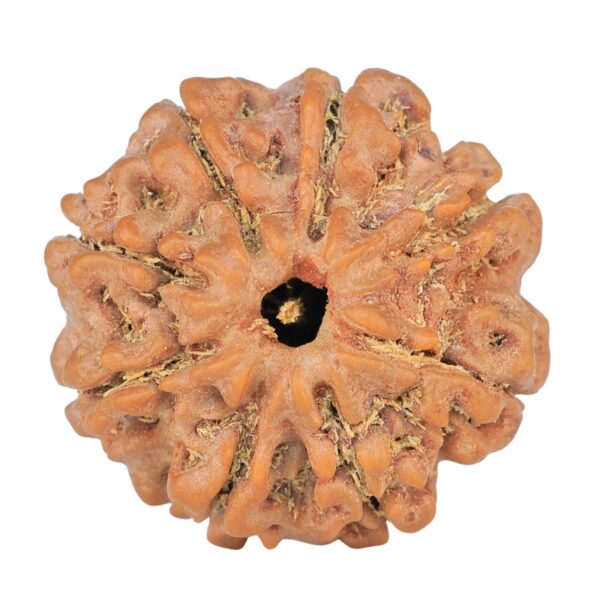 8 Mukhi Rudraksha 23.8mm 4.56gm - Rudraksha