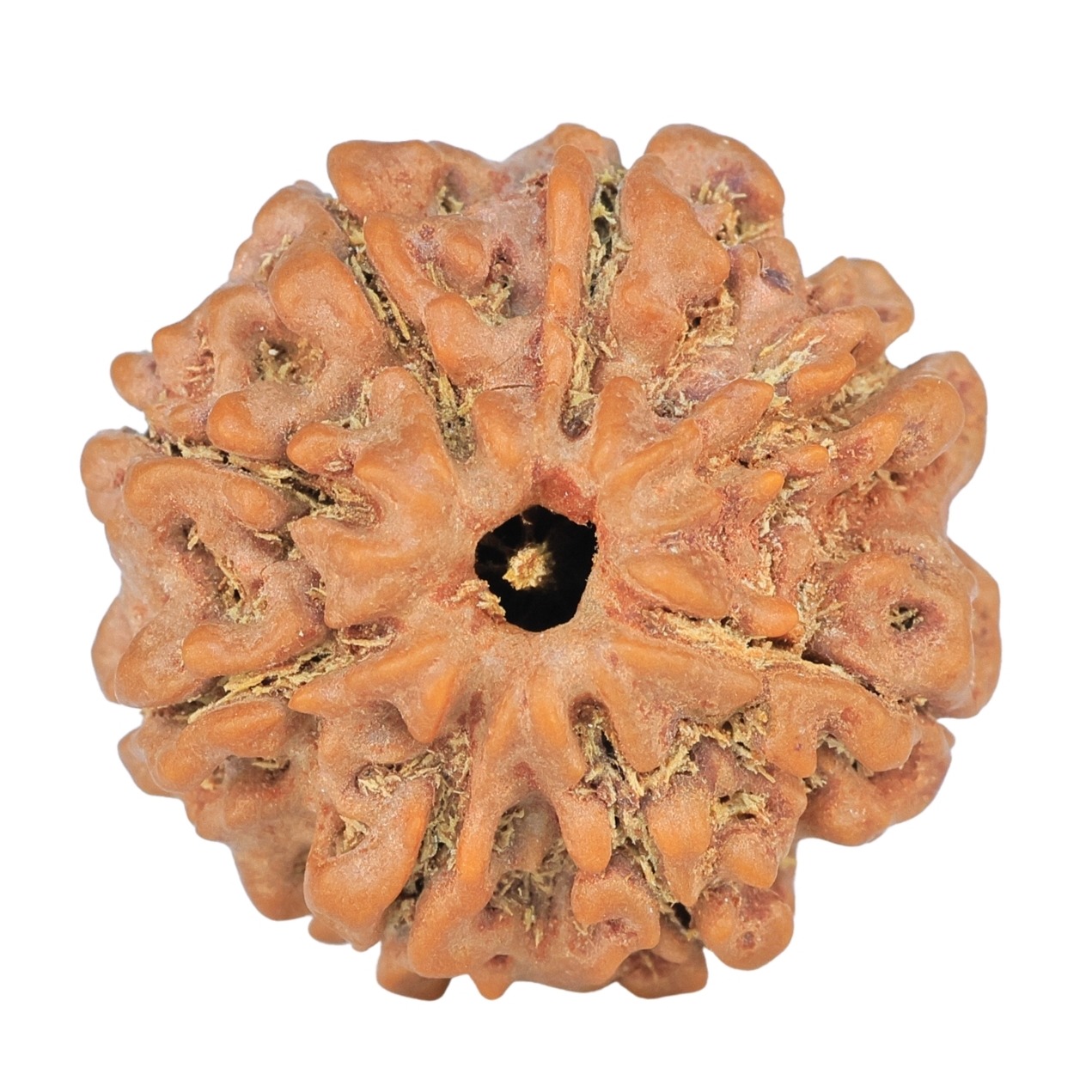 8 Mukhi Rudraksha 23.8mm 4.56gm - Rudraksha