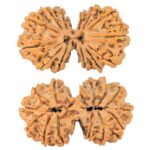 14 Mk Gaurishankar 34.8mm 5.45gm - Rudraksha