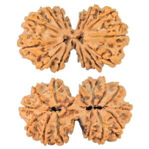 14 Mk Gaurishankar 34.8mm 5.45gm - Rudraksha