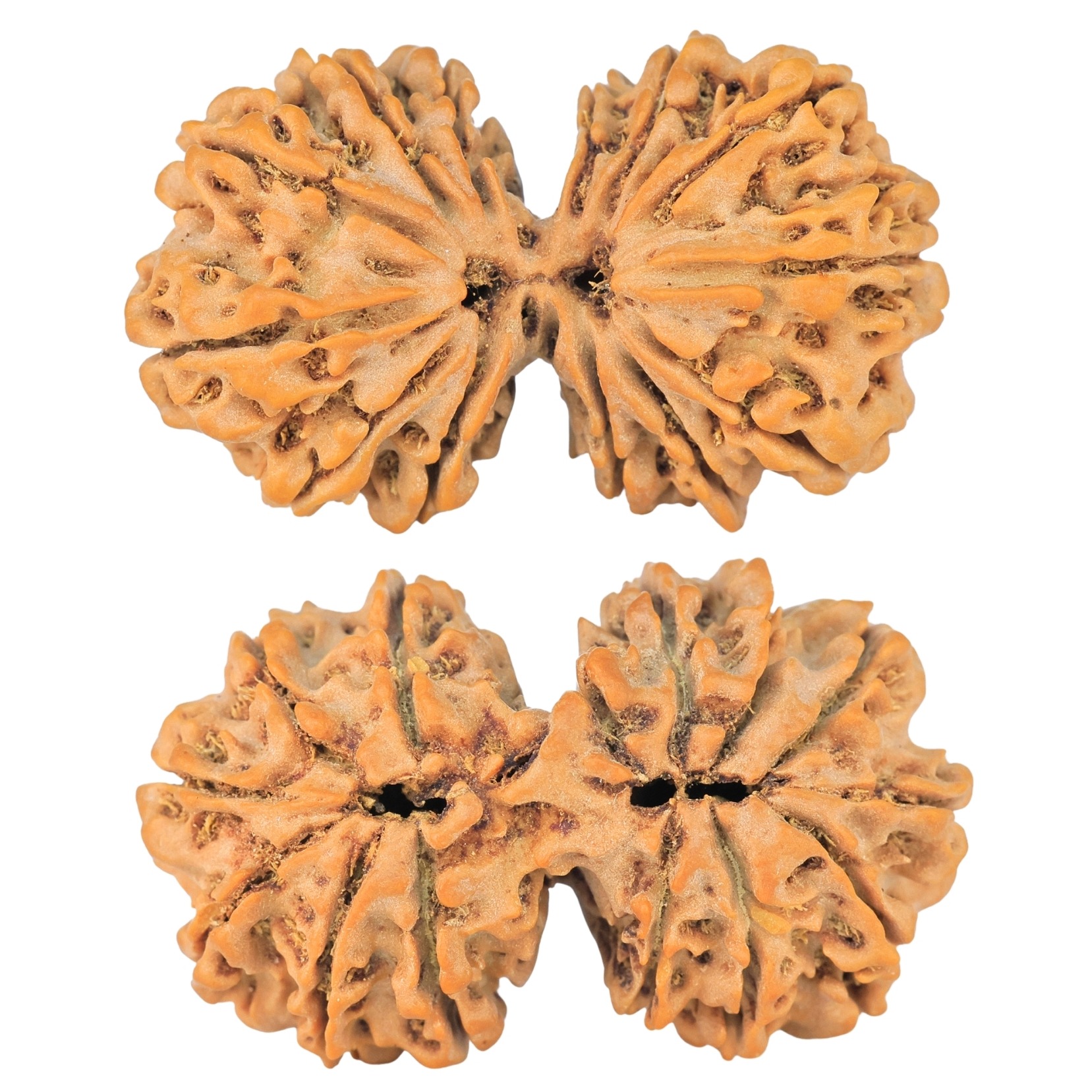 14 Mk Gaurishankar 34.8mm 5.45gm - Rudraksha