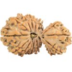 16 MK Gaurishankar 38mm 6.83gm - Rudraksha