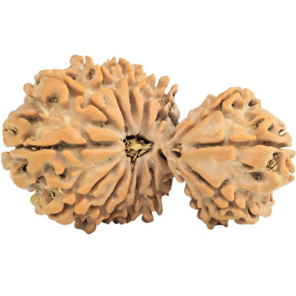 16 MK Gaurishankar 38mm 6.83gm - Rudraksha
