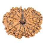 11 Mukhi Rudraksha 28.6mm 4.65gm - Rudraksha