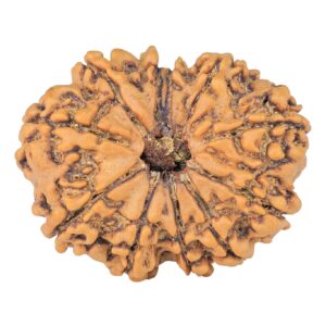 11 Mukhi Rudraksha 28.6mm 4.65gm