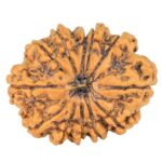 12 Mukhi Rudraksha 29.6mm 5.26gm - Rudraksha