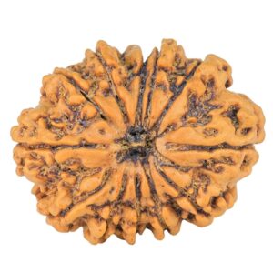 12 Mukhi Rudraksha 29.6mm 5.26gm - Rudraksha