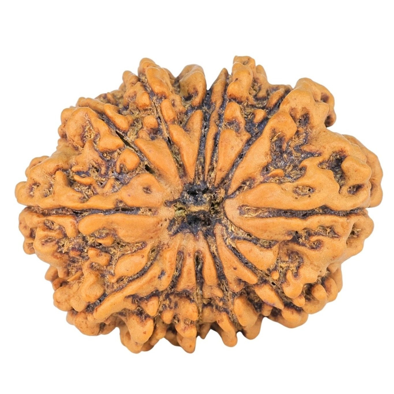 12 Mukhi Rudraksha 29.6mm 5.26gm - Rudraksha