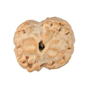 2 Mukhi Rudraksha 27.2mm 3.26gm