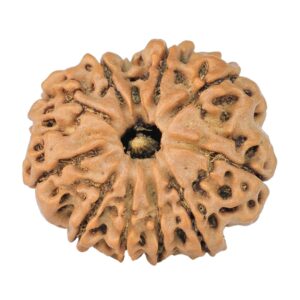 10 Mukhi Rudraksha 24mm 3.78gm