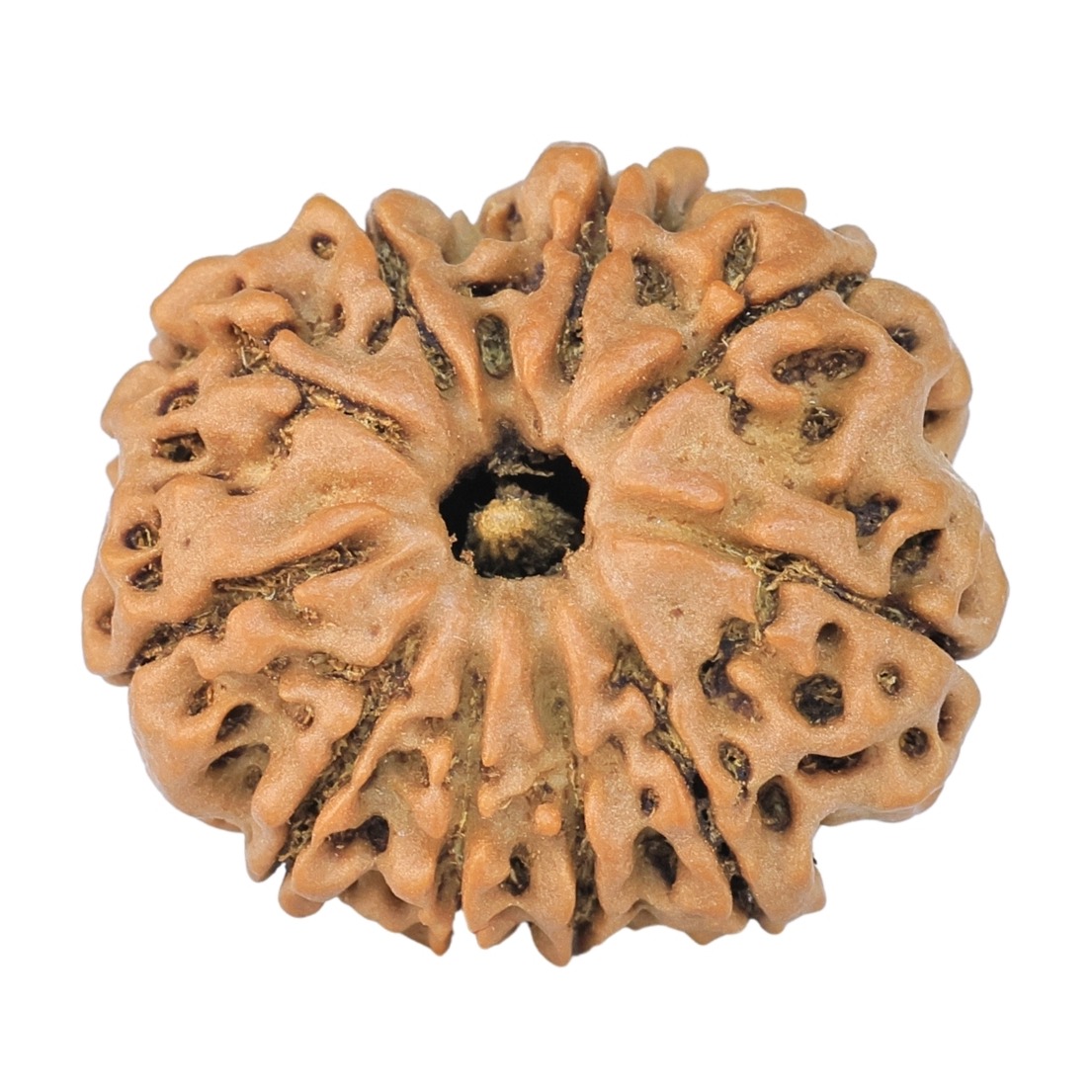 10 Mukhi Rudraksha 24mm 3.78gm - Rudraksha
