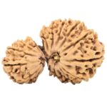 18 MK Gaurishankar 34.2mm 4.7gm - Rudraksha
