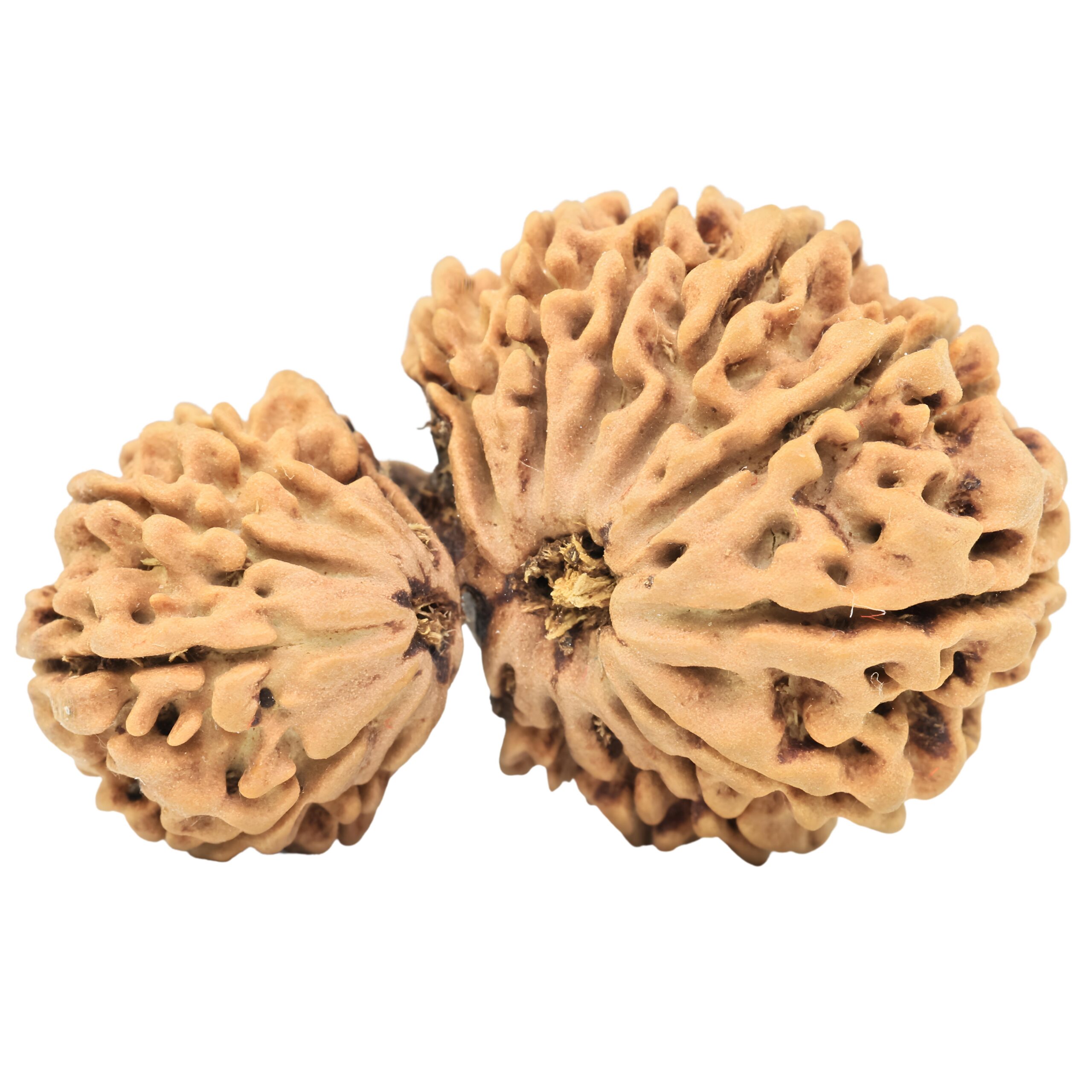 18 MK Gaurishankar 34.2mm 4.7gm - Rudraksha