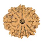 9 Mukhi Rudraksha 23.7mm 3.27gm - Rudraksha